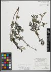 Foto von Salix repens subsp. incubacea (L.) A. Neumann